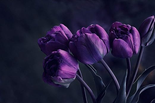 Amazon 紫のチューリップの壁紙 花の壁紙 キャンバス ステッカー 印刷 壁紙ポスター はがせるシール式 写真 特大 絵画 壁飾り105cmx70cm ウォールステッカー オンライン通販 Amazon 紫のチューリップの壁紙 花の壁紙 キャンバス ステッカー 印刷 壁紙ポスター はがせるシール式 写真 特大 絵画 壁飾り105cmx70cm ウォールステッカー オンライン通販