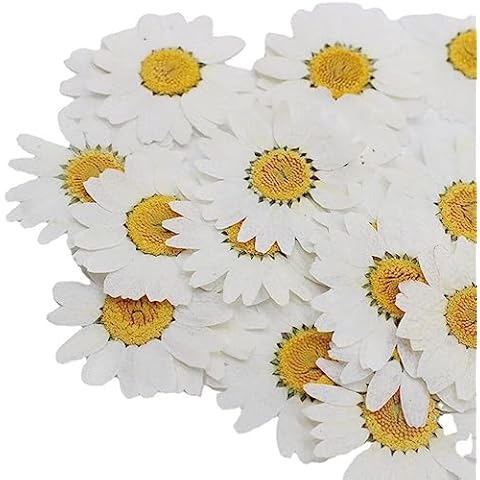 Haowul 12pcs Fleurs Pressées Séchées Cover