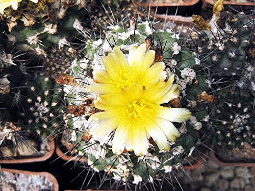 Geosism & Nature Copiapoa umilis 6 cm, Cactus, Plante succulente