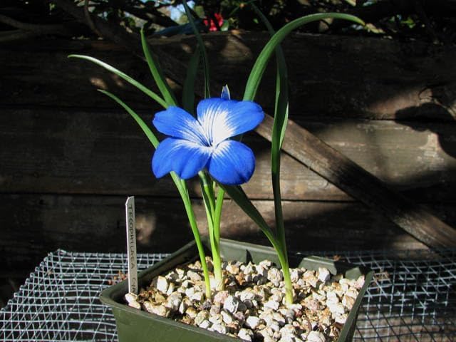 Image of Tecoma Blue Live Plant | Tecomaria Capensis Flowering Shrub with Pot | Indoor Outdoor Garden Plant | Blue Trumpet Vine Plant for Balcony, Terrace, Patio a€ inch Pack of 1