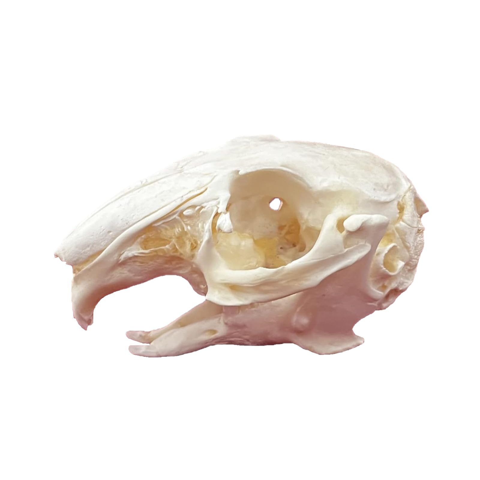 DRXRD Real Animal Skull Specimen, Natural Taxidermy Animal Bones, Resin Skulls Skeleton Decoration, for Science Education and Collections Rabbit Skull