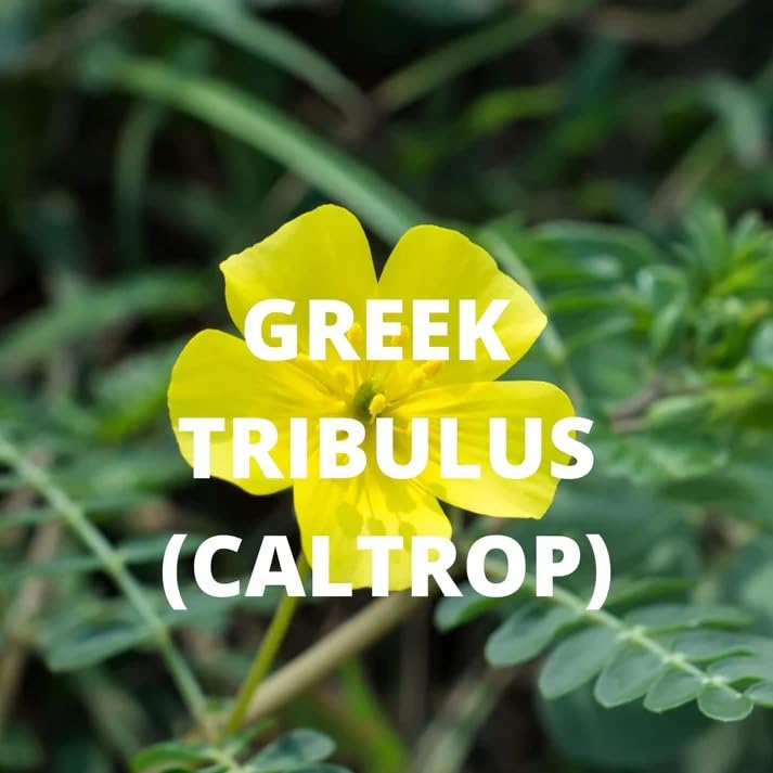 Miniatura 6 de Té de Creta  Té de hierbas sueltas de energía griega  Dittany of Creta, salvia, Tribulus  100% elaborado en forma silvestre, sin cafeína, natural,