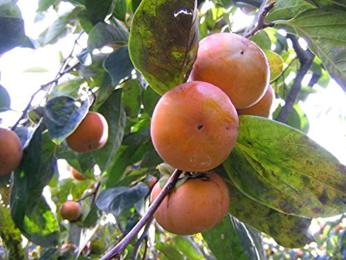 Persimmon Tree Diospyros Fruit Jocad (5 Seeds) #TOP3