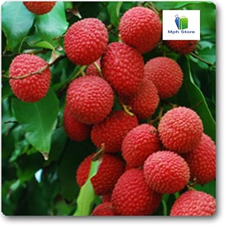 Mphmi plant Litchi ( Grown through seeds ) - Plant