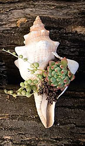 CAPPL Any Live Succulent with Sea Shell