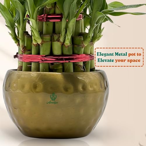 Image of Amulya Farms Lucky Bamboo Plant with Premium Golden Metal Planter | Feng Shui Plants | Good Luck Plant | Vastu Plants for Home Indoor | Live Plants for Living Room, Office, Desk, Decoration (3 layer)