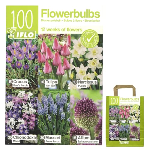 Blumenzwiebeln in Geschenkverpackung - Zwiebeln, Knollen verschiedener...