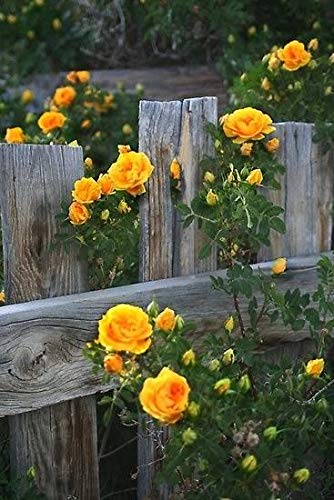 GreenBourne Rare Exotic Yellow Climber Rose Flower Live Plant (1 Healthy Plant) (B08P1T561R) Amazon Price History, Amazon Price Tracker