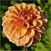 5 Mixed Colors Dahlia Tubers - Super Dinner Plate - 5 Different Colors! High Import Quality.