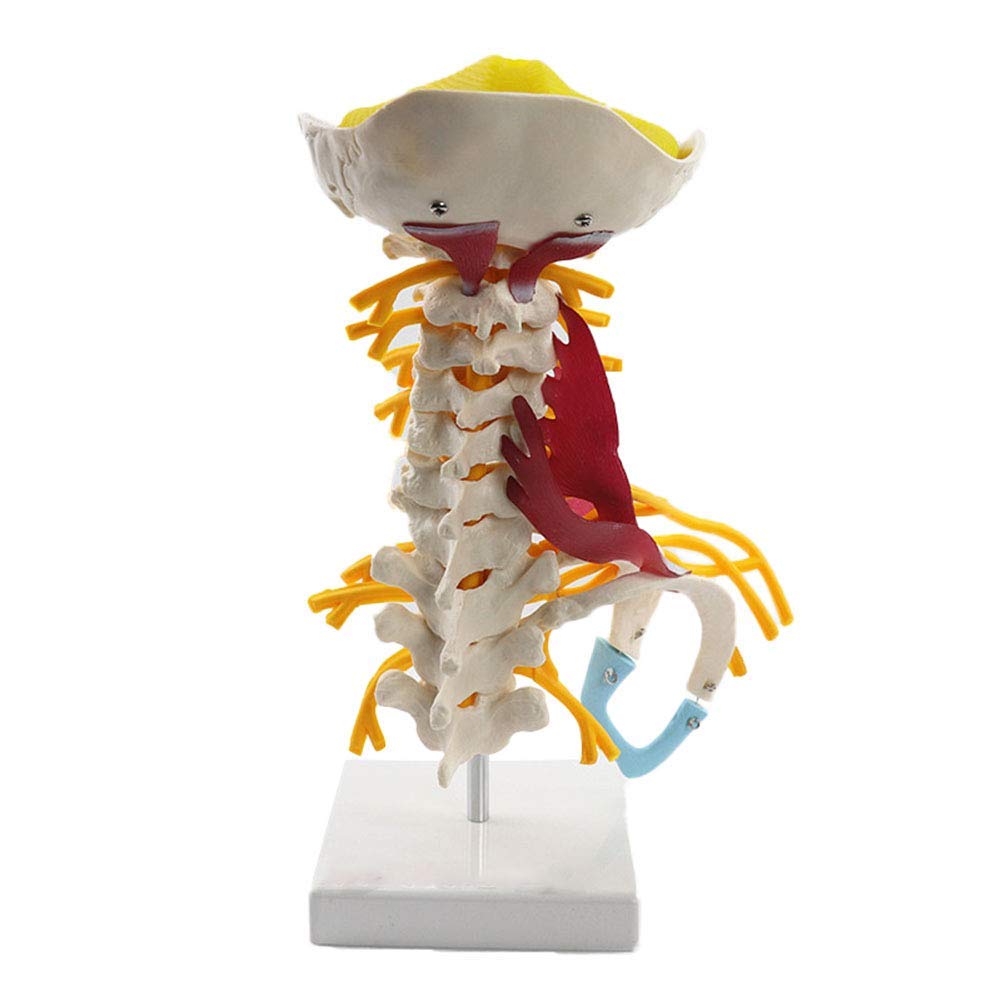 Buy FXQ Cervical Vertebrae Model Human Cervical Vertebrae Model with