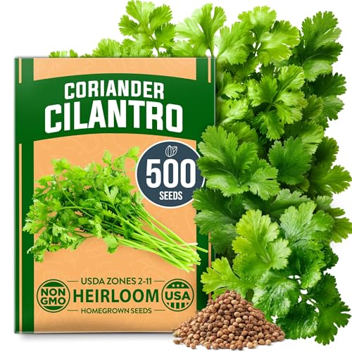 Image of HOME GROWN Non GMO 500+ Cilantro Seeds for Planting Indoors or Outdoors - Heirloom Coriander Seeds, Grow Your Own Cilantro Plant - Culinary Herb Seeds for Your Herb Garden