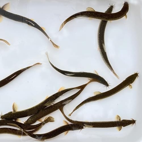 y ǂ傤 {z  ǂ傤 1kg  y13cm 120Cz  ǂ傤 ނ GT Mы Ñ㋛ GT  ǂ傤F ǂ傤̑ hWE a a  a