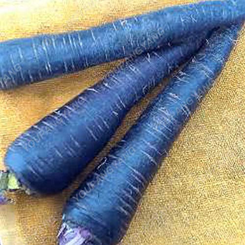 Blue Carrot