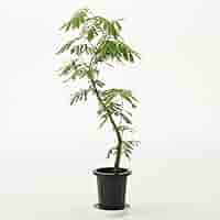 Amazon｜観葉植物 エバーフレッシュ 大型 7号 8号 10号