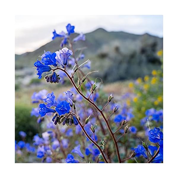 Phacelia Samen: Premium Bienenfreund Samen für ca. 500 blühende Phacelia Pflanzen – Schöne Phacelia Blumen Samen Balkon… – Bild 4