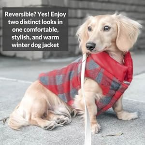 DJANGO-Puffer-Dog-Jacket-and-Reversible-Cold-Weather-Dog-CoatWater-Repellent-and-Adjustable-Dog-Jacket-with-Windproof-Protection-Easy-Access-Leash-Portal-and-Velcro-Closure-Small-Lava-Red - Cucciolini Doodles   DJANGO-Puffer-Dog-Jacket-and-Reversible-Cold-Weather-Dog-CoatWater-Repellent-and-Adjustable-Dog-Jacket-with-Windproof-Protection-Easy-Access-Leash-Portal-and-Velcro-Closure-Small-Lava-Red