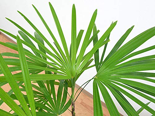 Amazon.co.jp: 棕櫚竹(シュロチク) ロングスクエア陶器鉢植え 7号