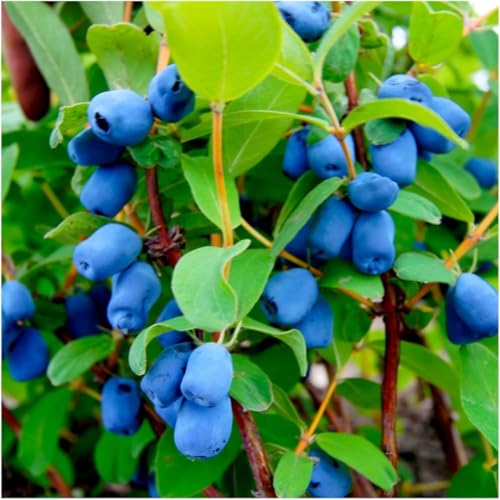 Live Honeyberry Haskap Plant 4-7 Inch Tall Cold Hardy Honeysuckle Berry Shrub for Outdoor Garden and Yard Growing