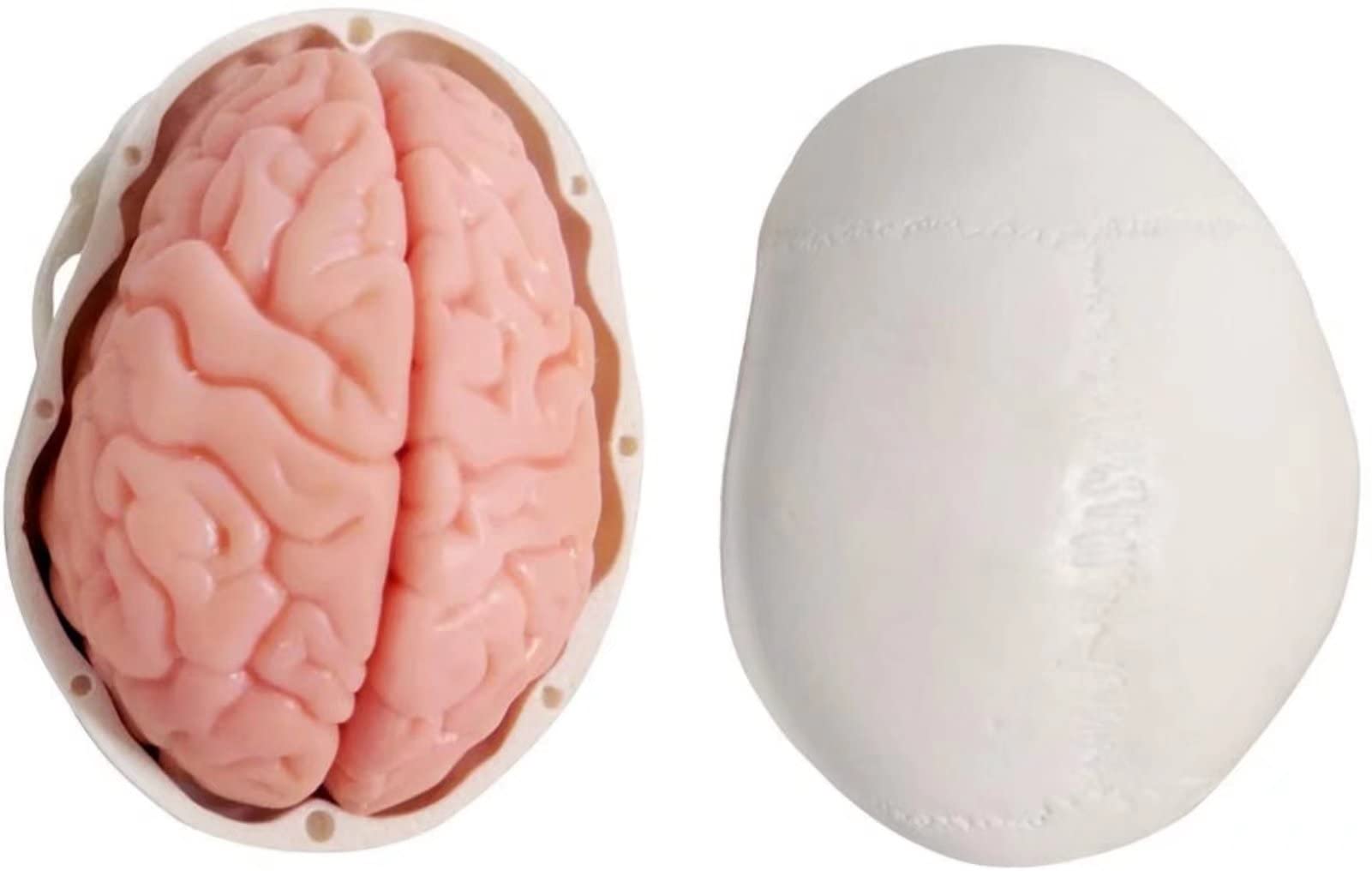 Cranio Umano in Miniatura 3 Pezzi con Cervello in 2 Parti, Modello Educativo per Apprendimento