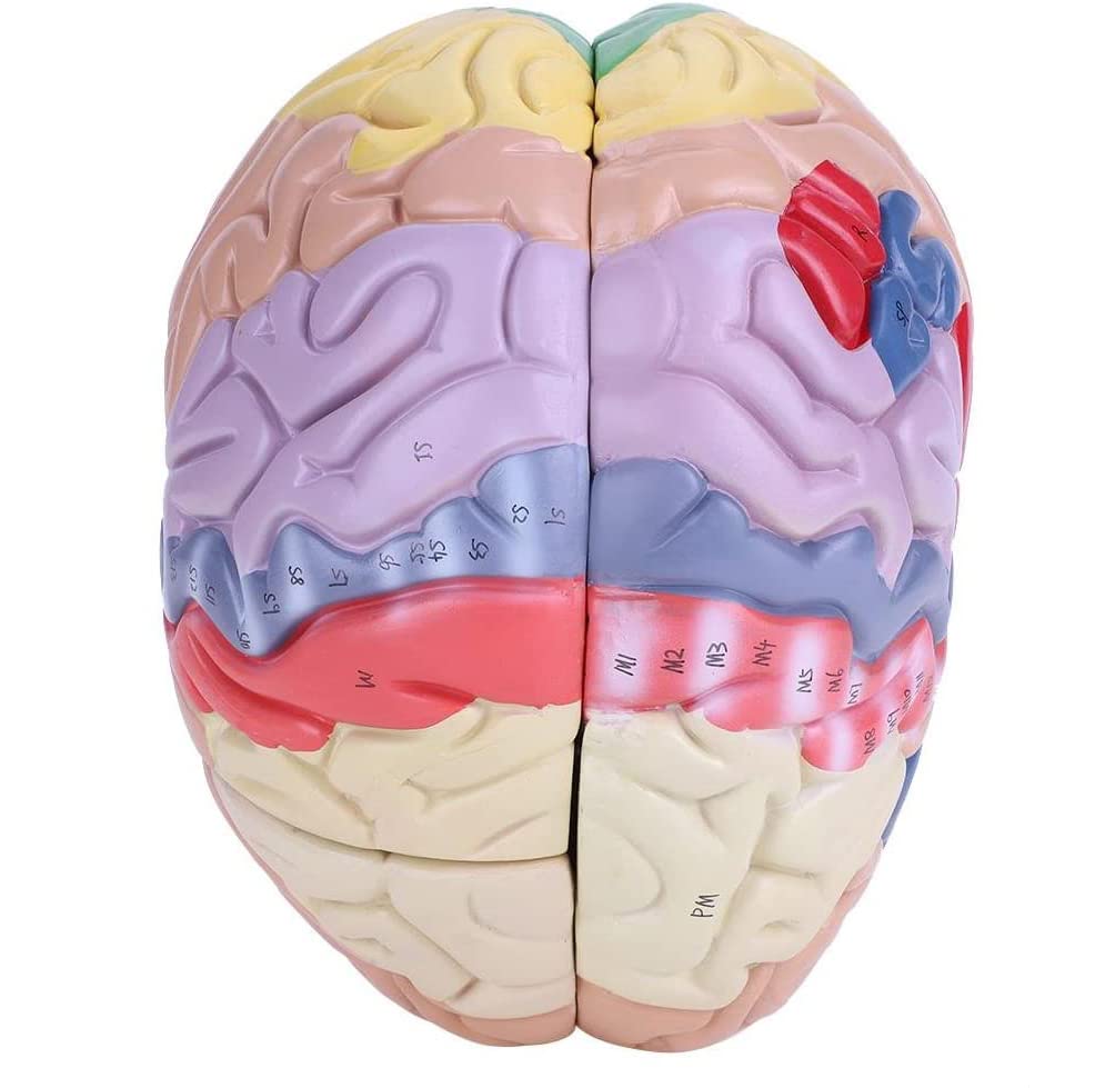 ERNZI Modello Cerebrale Regionale Umano 2X Modello Numerato del Cervello A 4 Parti per Le Neuroscienze con Etichette 9 Colori per L'identificazione delle Funzioni Cerebrali