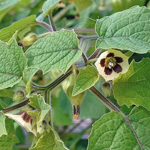Physalis peruviana | Cape Gooseberry |Peruvian Ground Cherry|PohaBerry| 50_Seeds