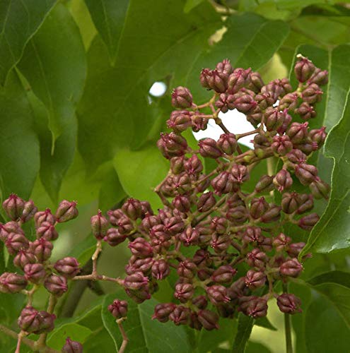 Bienenbaum - Samthaarige Stinkesche 60-80cm - Tetradium daniellii - lebende Gartenpflanze aus den Baumschulen
