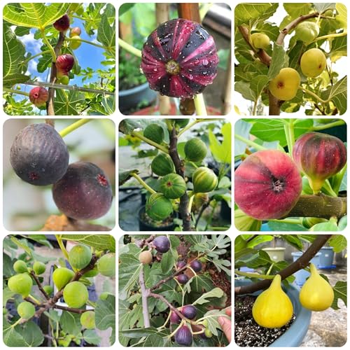 higuera semillas de higuera - higo - interior, comprar higuera, resistentes Las jardín de rocas 70pcs