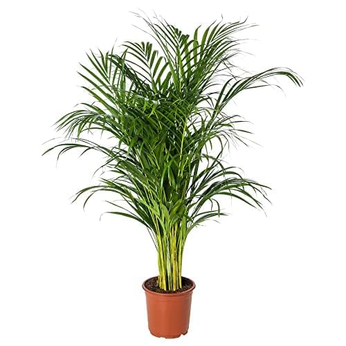 Greenursery Live Palm Plant Indoor Plant For Home and Garden with Pot (Pack of 1) (Betel Palm/Areca Palm) (B0CRH11NMF) Amazon Price History, Amazon Price Tracker