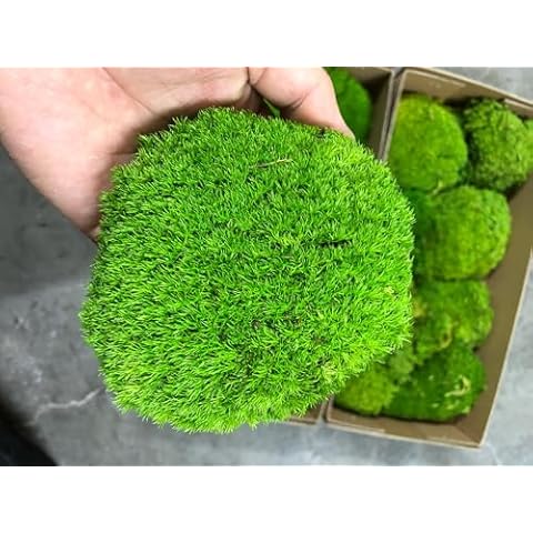 Prefleur Preserved Pole Moss Pillow Bun Cushion Natural Green Decorative Real Natural Green DIY Kit Terrariums Gardenning Art Wall Decor Florist Decor Easter Table Wedding(1.5 sq.ft, Green-B) Cover