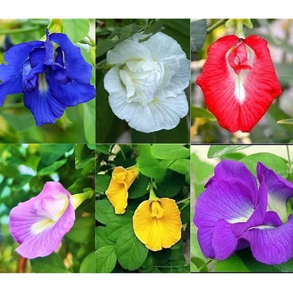 Hybrid Aparajita Flower Seeds Mixed Color Pack, ''Double & Single Petals'' Aprajita Hybrid Butterfly Pea Seed (100, Aparajita Seeds)