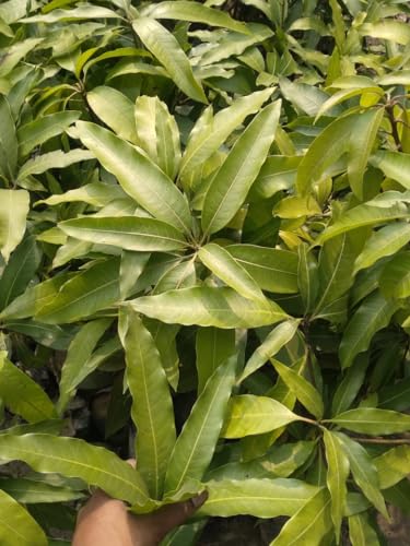 Image of Original Japanese Miyazaki Mango plant Grafted (2.5 to 3 Feet) Hybrid' Pack Of 1 Verified Quality Healthy Live grafted Plant Taiyo No Tamago Eggs Of Sun