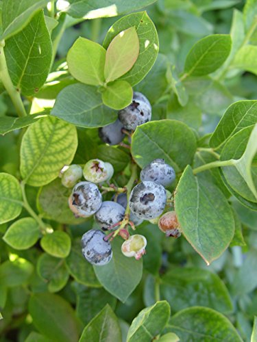 Bushel and Berry - Vaccinium x Peach Sorbet (Blueberry) Edible-Shrub, , #2 - Size Container - Thumbnail 6