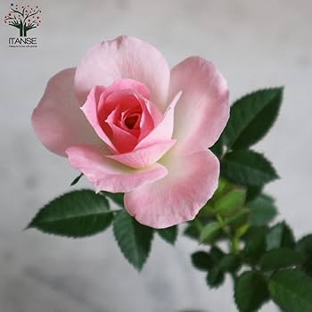 ✅【英語版⚡️シークレット❗️】（6期　7期　8期のバラ売りも別出品ございます） 🌙