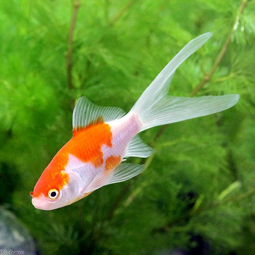 Amazon | （国産金魚）コメット（3匹） | charm(チャーム