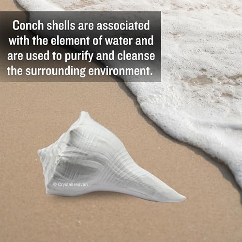 Image of Crystal Heaven Dakshinavarti Shankh Original - 2 to 3 inch inches Large Dakhinabarti Sankha for Puja Original Conch Shell - Natural Dakshinmukhi Shankh for Pooja, Meditation and Gifts