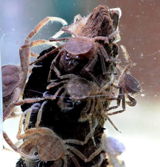 Discount Aquatics: 5x Thai Micro Spider Crab, Light Grey with Brownish Pattern, Limnopilos-Naiyanetri