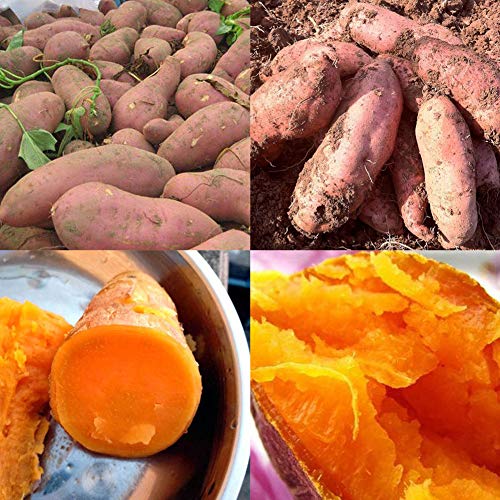 scgtpapadc Sweet Potato Seeds, 50Pcs Purple Sweet Potato Seeds Nutrition Delicious Vegetable Bonsai Plants, Flower Seeds Plant Seeds Sweet Potato 50pcs