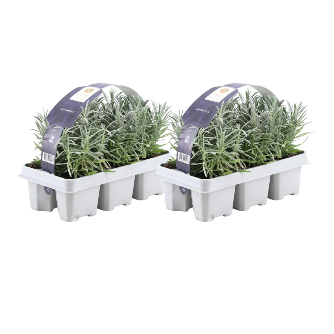 Lavanda Angustifolia Profumata, per Giardino, Viola, Set da 12, 15 cm