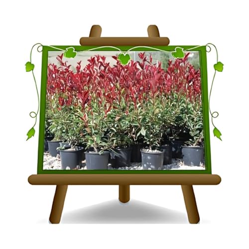 EURO PLANTS VIVAI Photinia Fraseri Red Robin - Plante de haie en pot diamètre 24/26 cm - hauteur 100-130 cm
