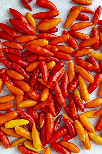 Tabasco, (Capsicum Frutescens) 250Mg Seeds For Planting, Solanaceae, Greenleaf Strain, Naga Jolokia, Jalapeño, Great For Making Hot Sauce! Open Pollinated, Heirloom, Non Gmo #TOP13