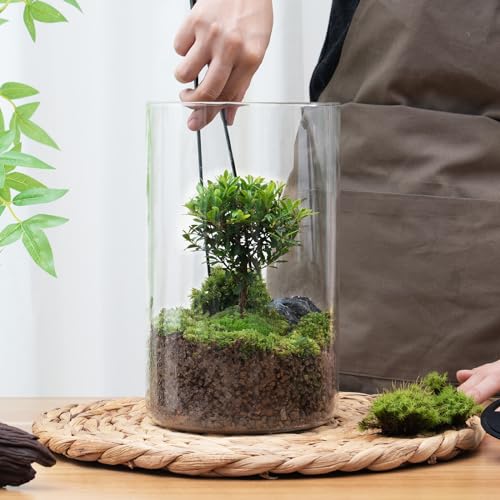 Desktop Glass Plant Terrarium with Grow Light (H:9.8\" D:5.9\"), for Succulent, Moss, Miniature Gardening Landscape, Betta Fish Tank, Indoor Plant Growth, Office Home Decoration, Plant Lovers Gifts