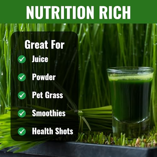 Image of Wheatgrass Seeds 800g | Organic, Non-GMO, Fast Growing Seeds for Juice, Detox, Microgreens & Pets | Cat-Friendly | High Nutrition Green Superfood | Easy to Grow at Home | Free Growing Guide Included