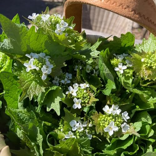 semillas de mostaza y ajo orgánicas, jardín de rocas, jardín resistentes mostaza de ajo raras, decoración sala de estar 100pcs