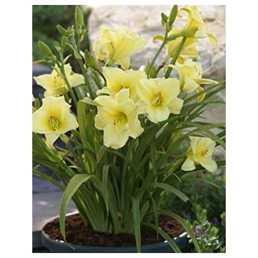 Daylily,Hemerocallis,Fragrant Return (Plant/Root) Summer Flowering, Sun Loving Perennial - 4 Plant/Rootl