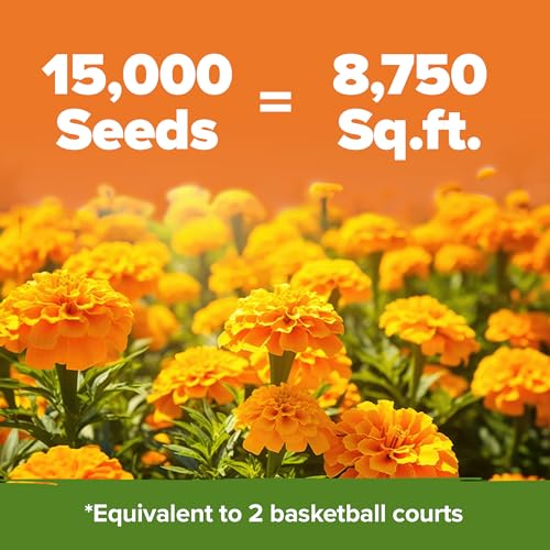 Image of HOME GROWN Crackerjack Marigold Seeds 2.05oz - 15,000 Flower Seeds Planting Outdoor, Large Bulk Pack, High Germination, Companion Planting, Orange (Tagetes erecta)