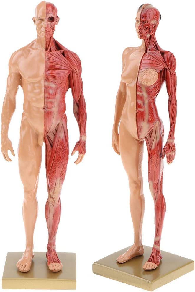 A102 人体模型 筋肉構造　170cmモデル　未使用 A102 人体模型 筋肉構造 170cmモデル 未使用 A102 人体模型 筋肉構造