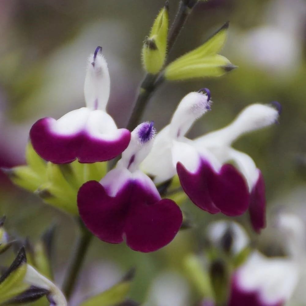 Plant Theory 9cm Pot Salvia Amethyst Lips Salvia Perennial