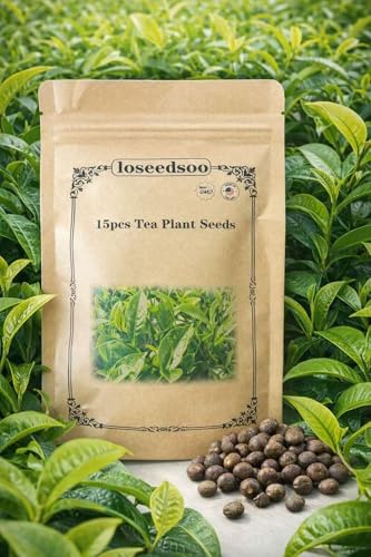 15 Tea Plant Seeds (Camellia Sinensis) Tea Tree Seeds for Planting Grow Your Own Green Tea Black Tea & Oolong Non-GMO Garden Seeds