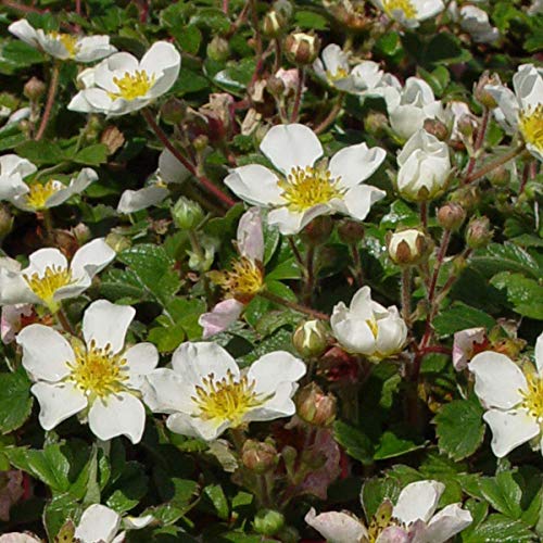 12 unità Fragaria Chiloensis - Fragola del Cile Vaso 9x9cm ±1 m² - Fragola Ornamentale con Frutti e Fiori per Giardini e Aiuole