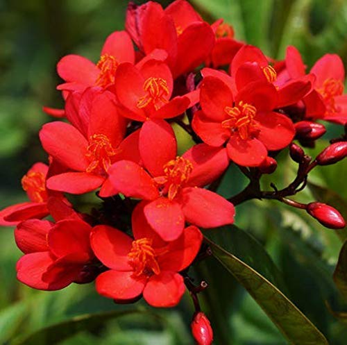 Patpert Agrotech Red Jatropha Flower Plant" Nettlespurges Plant (1 Healthy Live Plant On Poly bag) (B095X5K6XR) Amazon Price History, Amazon Price Tracker